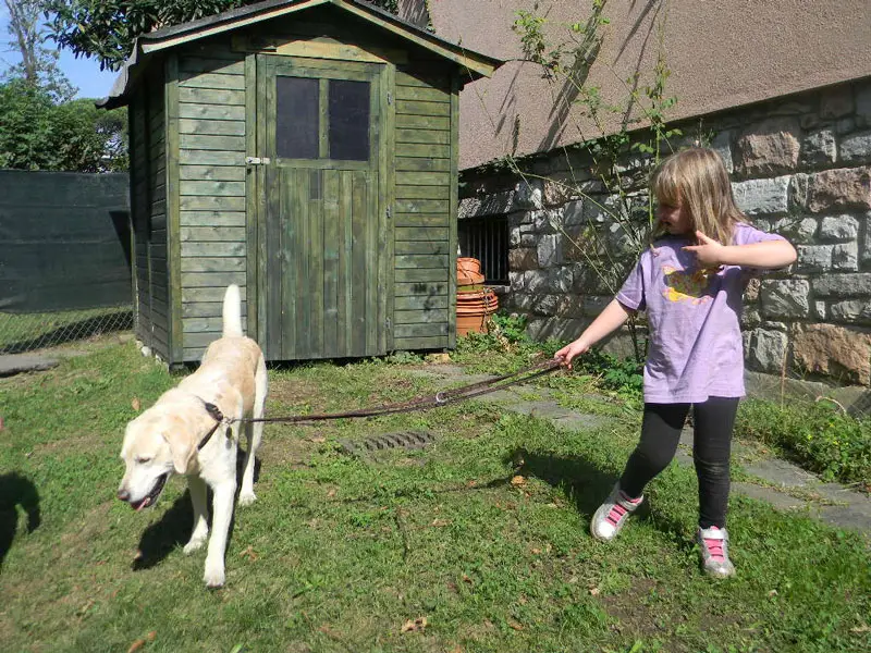 pet therapy IMG 4